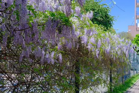 विस्टेरिया 4K वॉलपेपर · flowers · 3840×2560