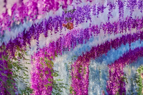 Fondo de pantalla Glicina 4K · flowers · 3840×2560