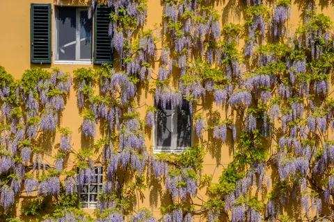 Fondo de pantalla Glicina 4K · flowers · 3840×2563