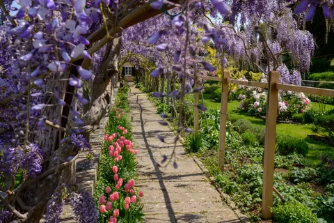 Fondo de pantalla Glicina 4K · flowers · 3840×2563