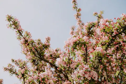 벚꽃나무 4K 배경화면 · flowers · 3840×2560