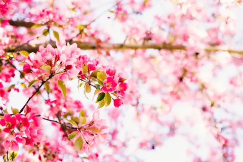 Sfondo Ciliegio in fiore 4K · flowers · 3840×2560