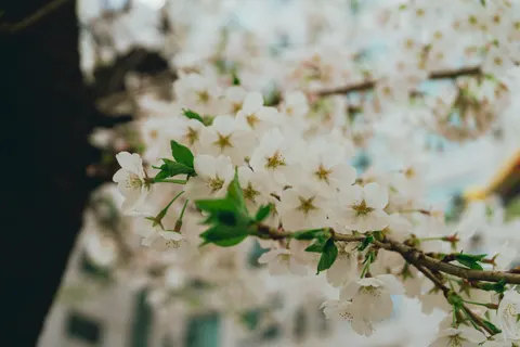 Wallpaper Pohon Sakura 4K · flowers · 3840×2560