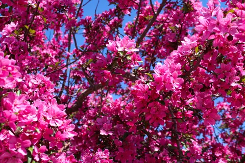 Cherry Blossom Tree 4K Wallpaper · flowers · 3840×2560