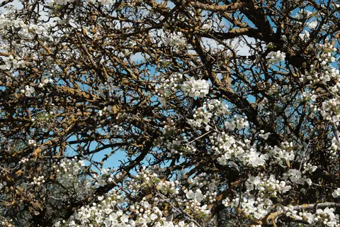 Cherry Blossom Tree 4K Wallpaper · flowers · 3840×2560