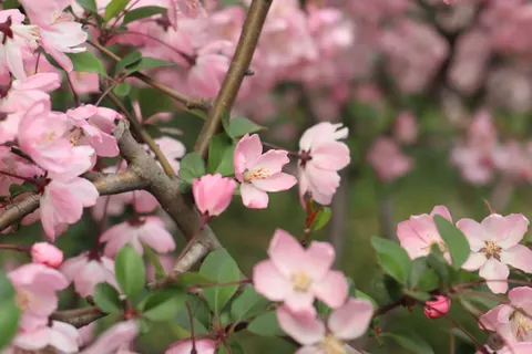 Cherry Blossom Tree 4K Wallpaper · flowers · 3840×2560