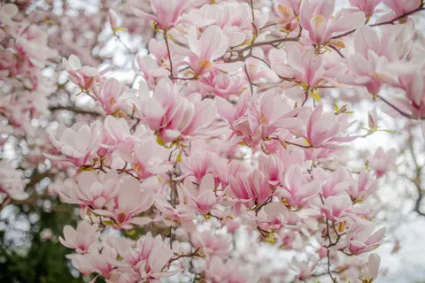 Cherry Blossom Tree 4K Wallpaper · flowers · 3840×2560