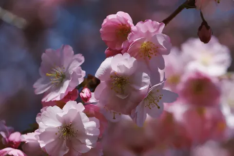 Cherry Blossom Tree 4K Wallpaper · flowers · 3840×2560