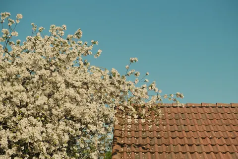 Cherry Blossom Tree 4K Wallpaper · flowers · 3840×2560