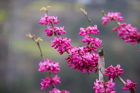 Tapeta Kwitnąca wiśnia 4K · flowers · 3840×2560