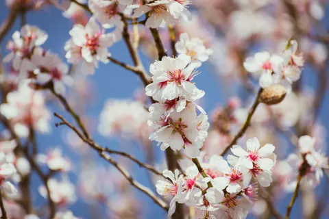Kiraz Çiçeği Ağacı 4K Duvar Kağıdı · flowers · 3840×2560