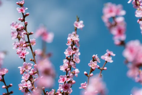 Cherry Blossom Tree 4K Wallpaper · flowers · 3840×2560