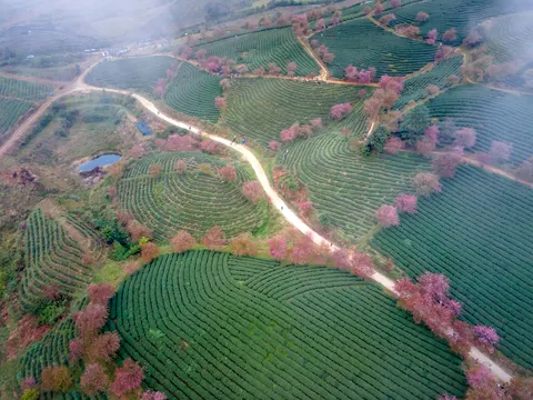 والپیپر درخت شکوفهٔ گیلاس با کیفیت 4K · flowers · 3840×2880