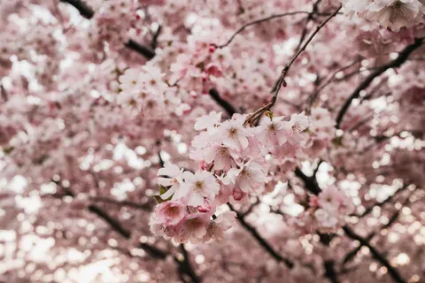 Kirschblütenbaum 4K Hintergrundbild · flowers · 3840×2560