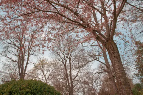 桜の木 4K壁紙 · flowers · 3840×2558