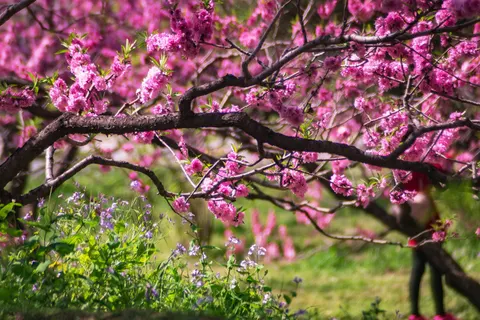 Kiraz Çiçeği Ağacı 4K Duvar Kağıdı · flowers · 3840×2560