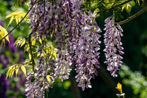 विस्टेरिया 4K वॉलपेपर · flowers · 3840×2560