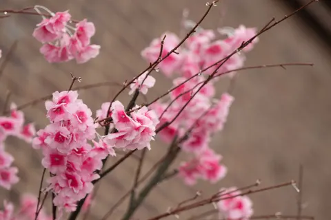 Hình nền Cây anh đào 4K · flowers · 3840×2560