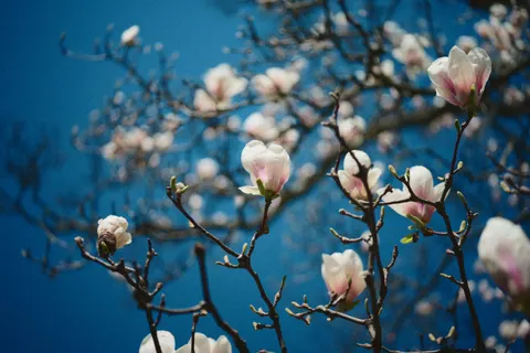 Tapeta Kwitnąca wiśnia 4K · flowers · 3840×2560