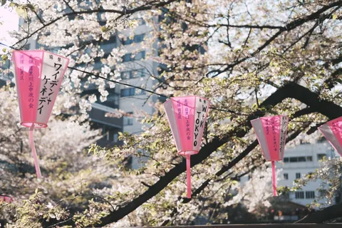 Cherry Blossom Tree 4K Wallpaper · flowers · 3840×2560
