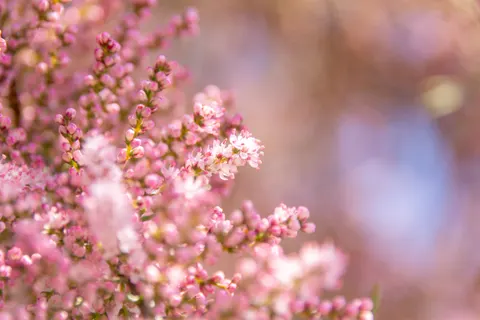벚꽃나무 4K 배경화면 · flowers · 3840×2560