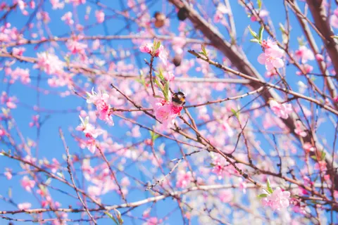 Cherry Blossom Tree 4K Wallpaper · flowers · 3840×2560