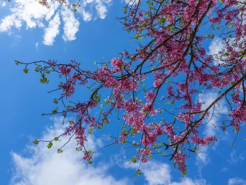 Cherry Blossom Tree 4K Wallpaper · flowers · 3840×2880