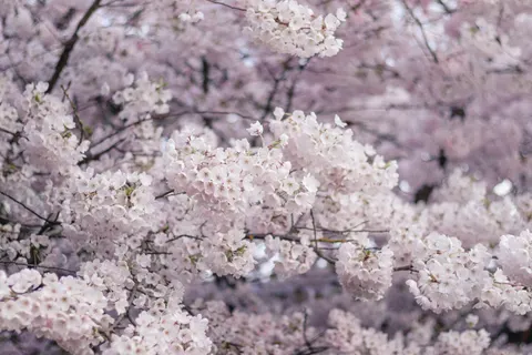Fond d'écran Cerisier en fleurs 4K · flowers · 3840×2560