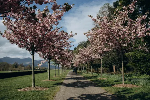والپیپر درخت شکوفهٔ گیلاس با کیفیت 4K · flowers · 3840×2560