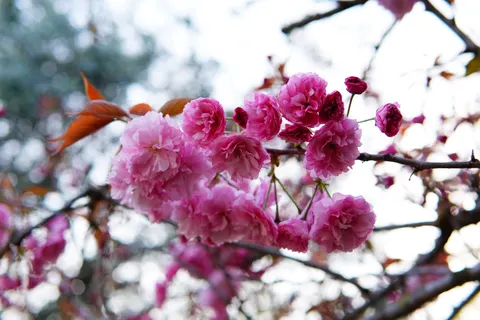 Cherry Blossom Tree 4K Wallpaper · flowers · 3840×2560