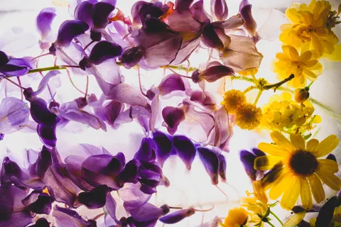 विस्टेरिया 4K वॉलपेपर · flowers · 3840×2560