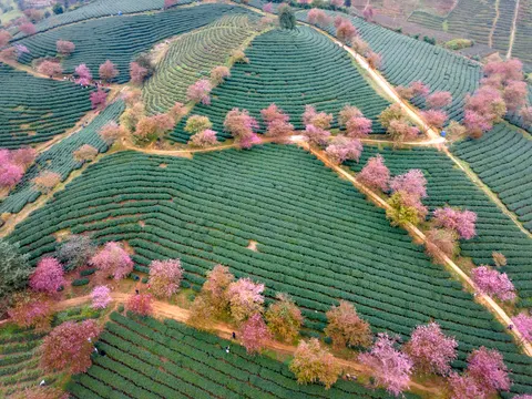 벚꽃나무 4K 배경화면 · flowers · 3840×2880