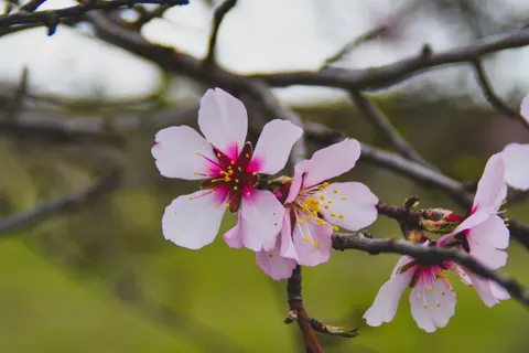 Cherry Blossom Tree 4K Wallpaper · flowers · 3840×2560