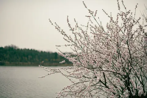 桜の木 4K壁紙 · flowers · 3840×2560
