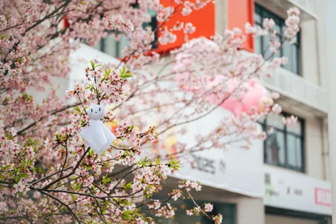 Cherry Blossom Tree 4K Wallpaper · flowers · 3840×2560