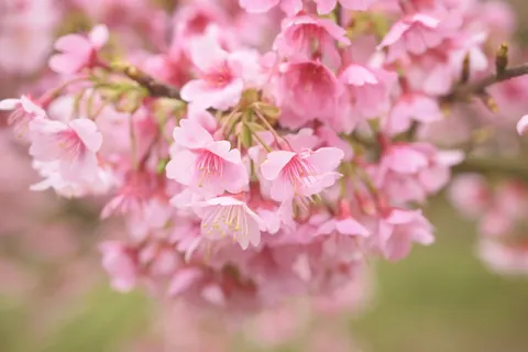 Cherry Blossom Tree 4K Wallpaper · flowers · 3840×2563