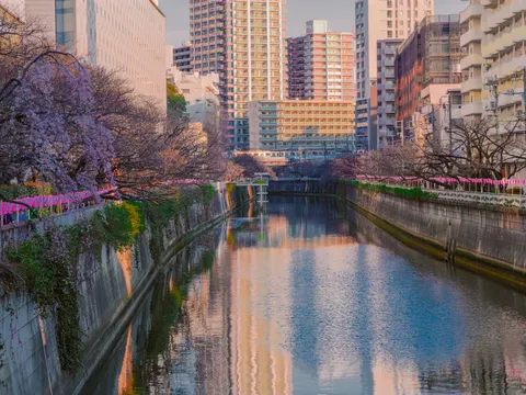 والپیپر درخت شکوفهٔ گیلاس با کیفیت 4K · flowers · 3840×2880