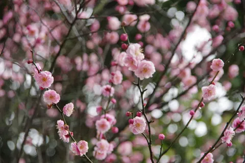चेरी ब्लॉसम का पेड़ 4K वॉलपेपर · flowers · 3840×2553