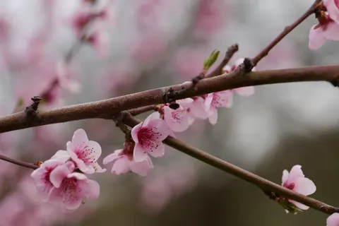 Wallpaper Pohon Sakura 4K · flowers · 3840×2560