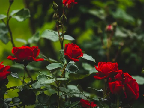 バラ園 4K壁紙 · flowers · 3840×2880