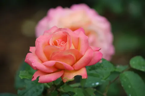 Rose Garden 4K Wallpaper · flowers · 3840×2560
