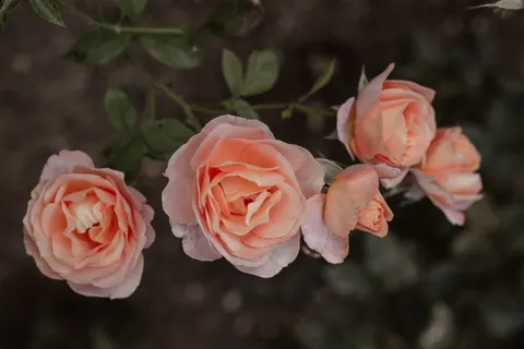 Wallpaper Taman Mawar 4K · flowers · 3840×2560