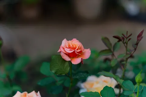 خلفية حديقة الورود بدقة 4K · flowers · 3840×2560