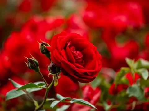 Sfondo Roseto 4K · flowers · 3840×2880