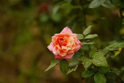 Rose Garden 4K Wallpaper · flowers · 3840×2560