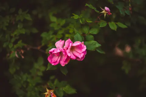 Rose Garden 4K Wallpaper · flowers · 3840×2560