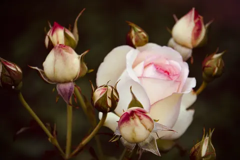 Wallpaper Taman Mawar 4K · flowers · 3840×2560