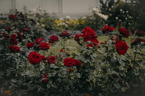 Sfondo Roseto 4K · flowers · 3840×2560