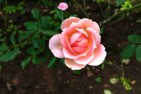 玫瑰花园 4K壁纸 · flowers · 3840×2560