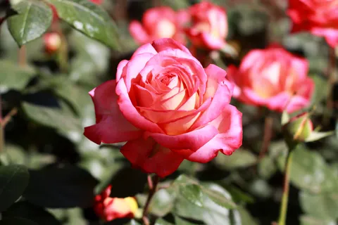 والپیپر باغ رز با کیفیت 4K · flowers · 3840×2560